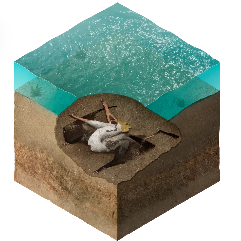Burial and decomposition: fossilization stage 2