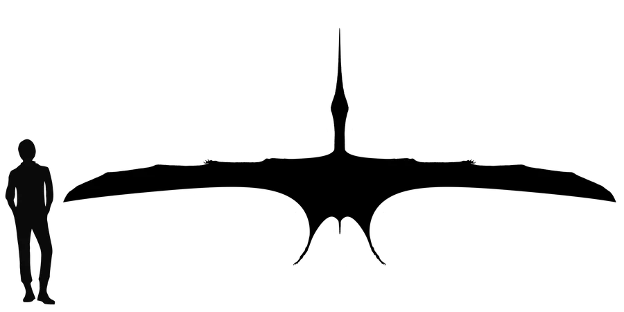 Pteranodon wingspan comparison