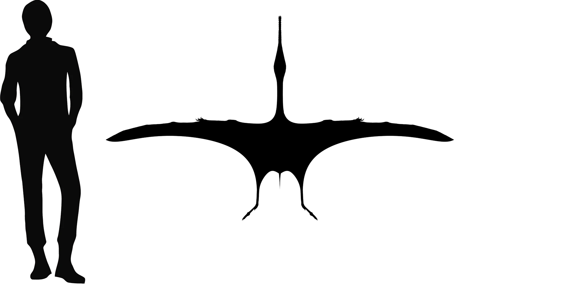 Pterodaustro wingspan comparison