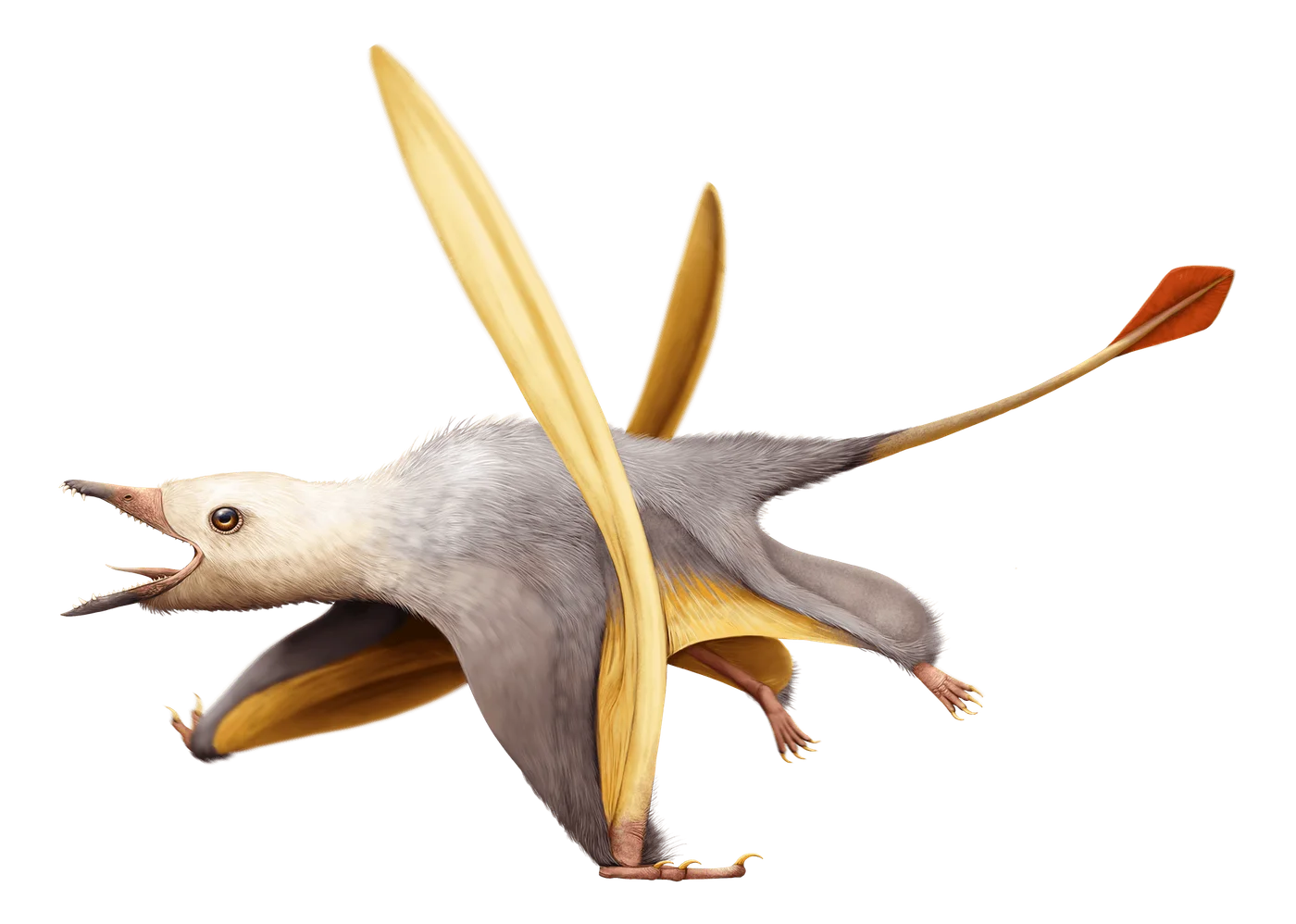 Seazzadactylus
