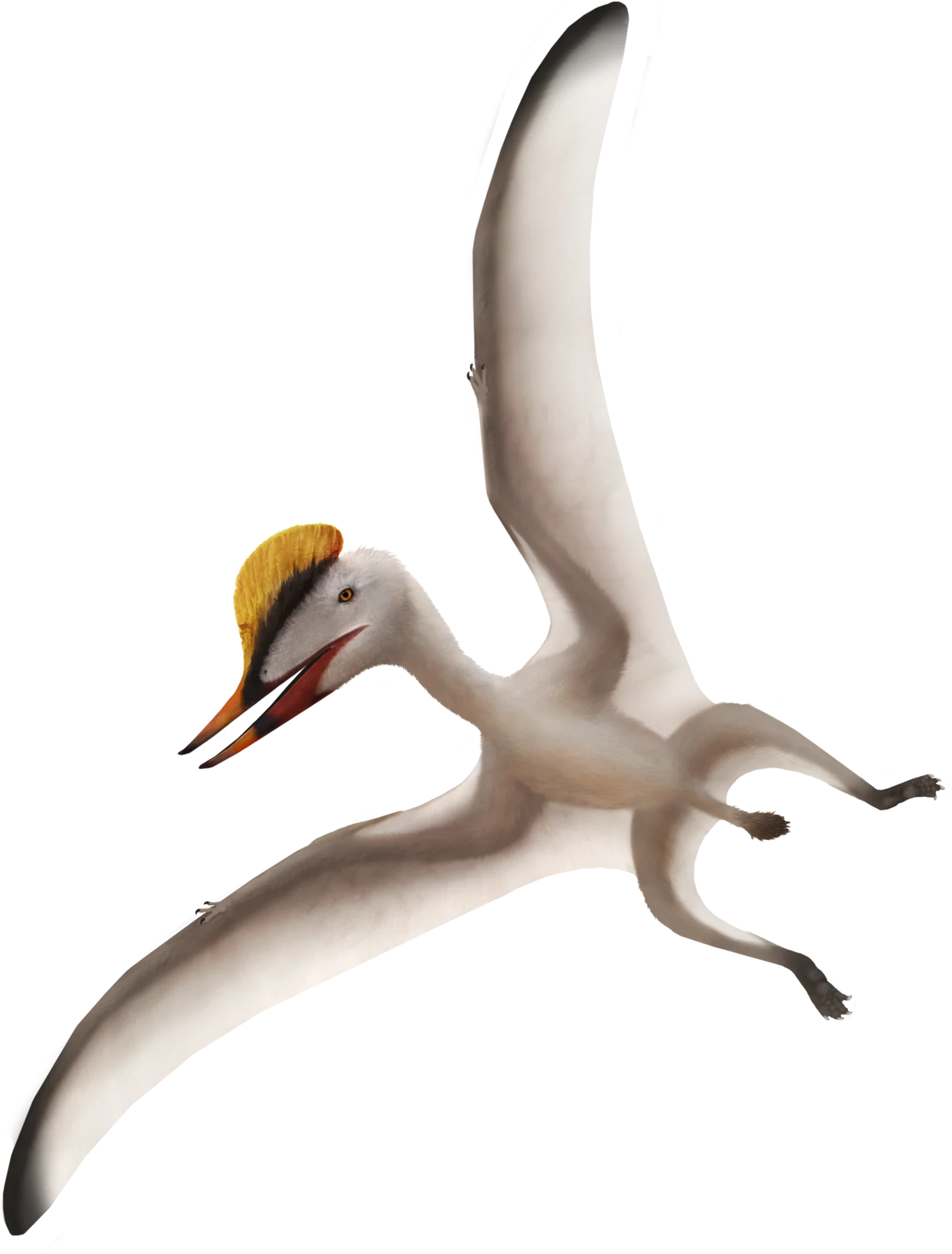 Germanodactylus