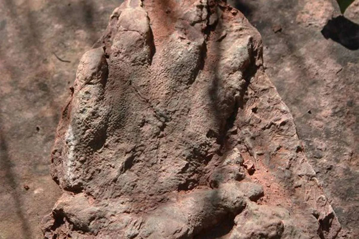 Isochirotherium footprint