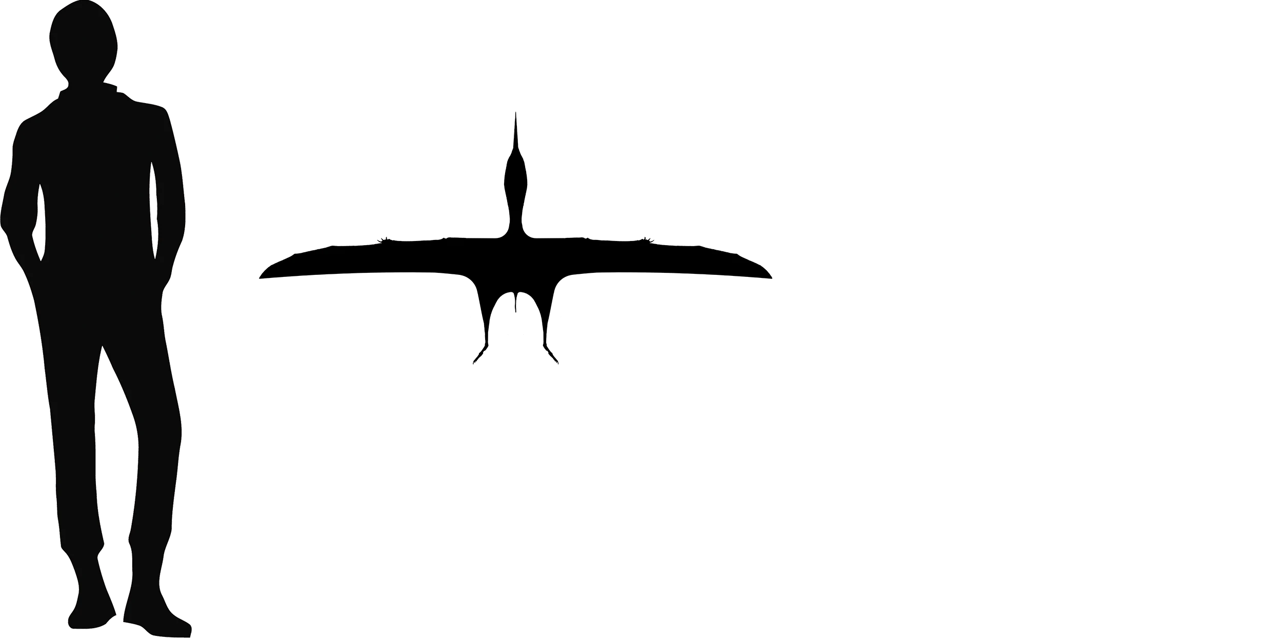 Tapejara wingspan comparison