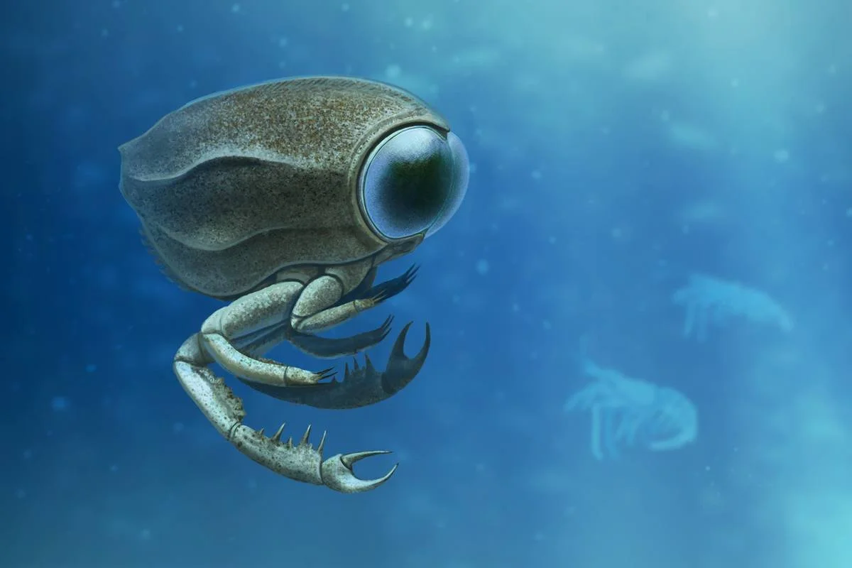 Dollocaris ingens