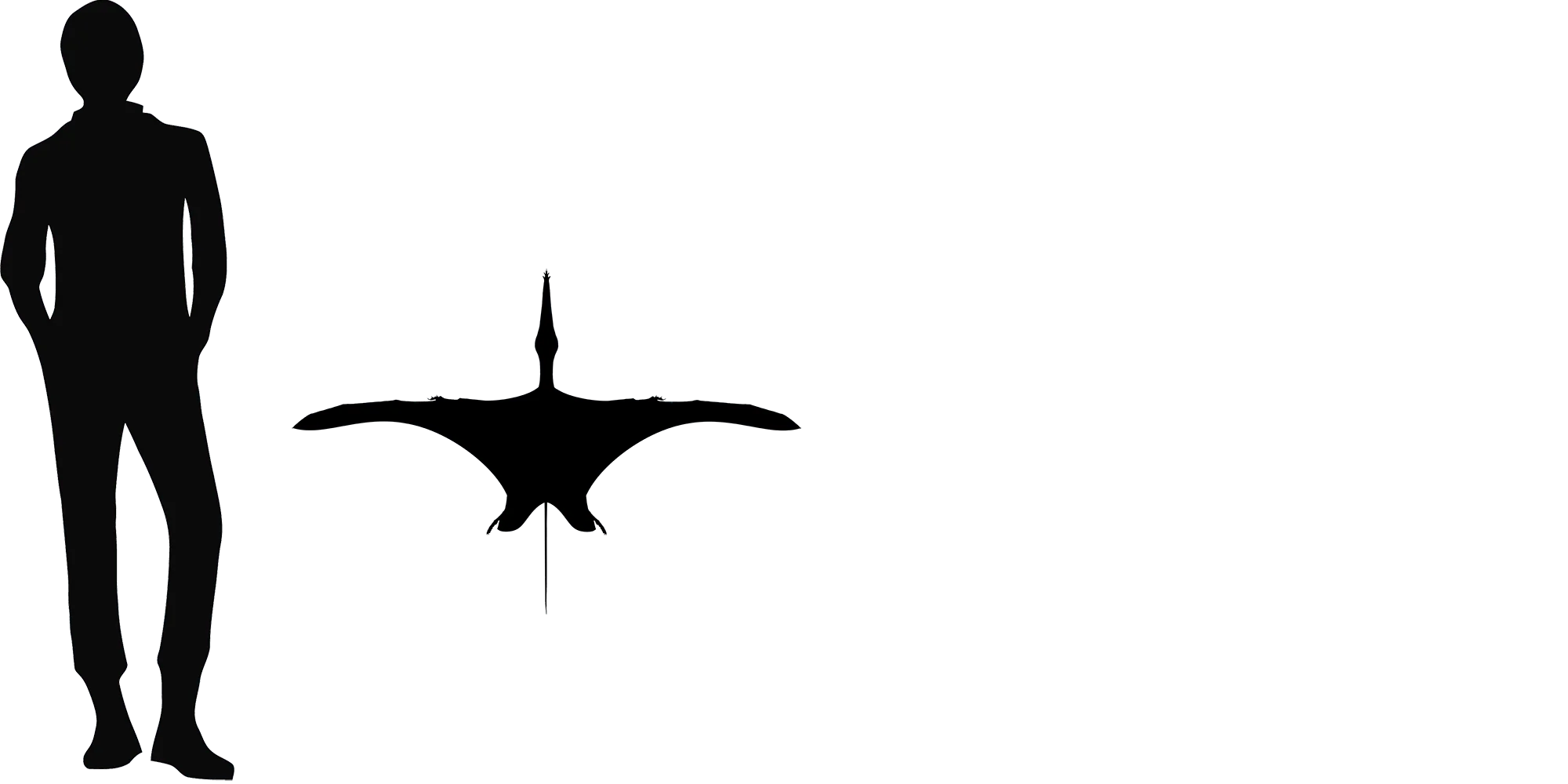 Cuspicephalus wingspan comparison