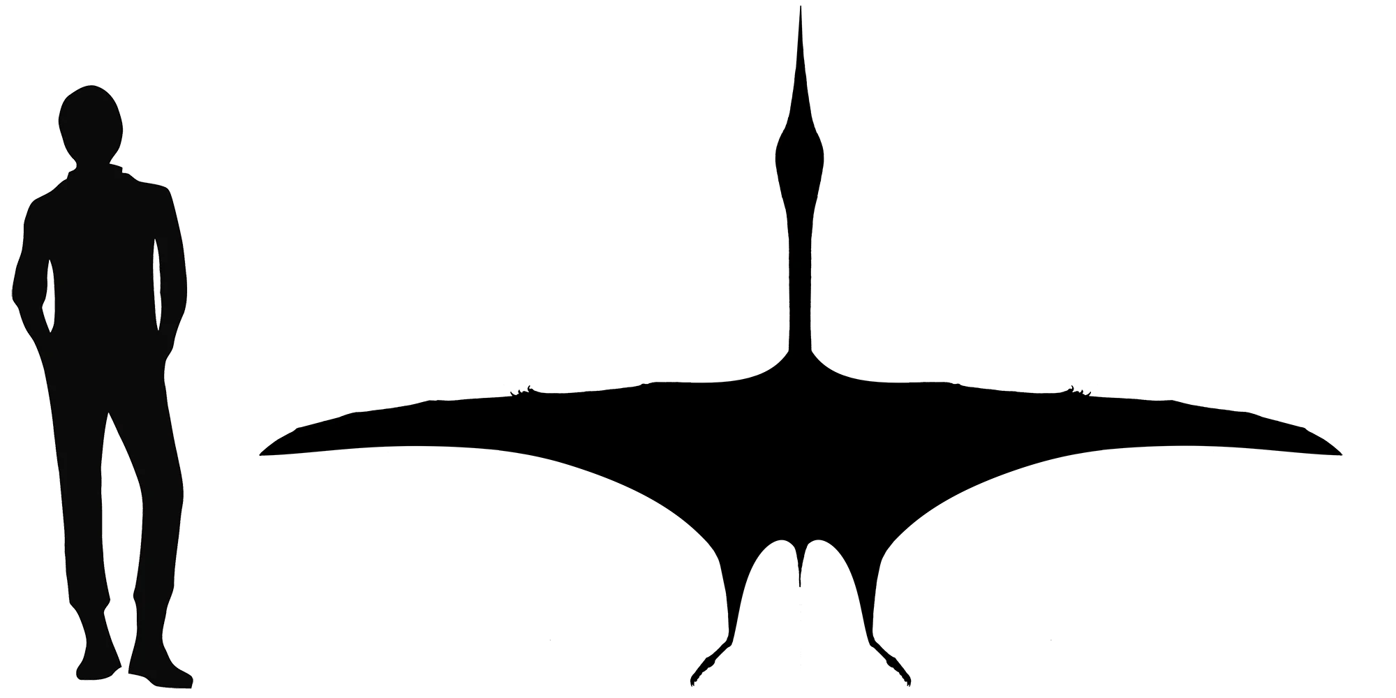 Zhejiangopterus wingspan comparison
