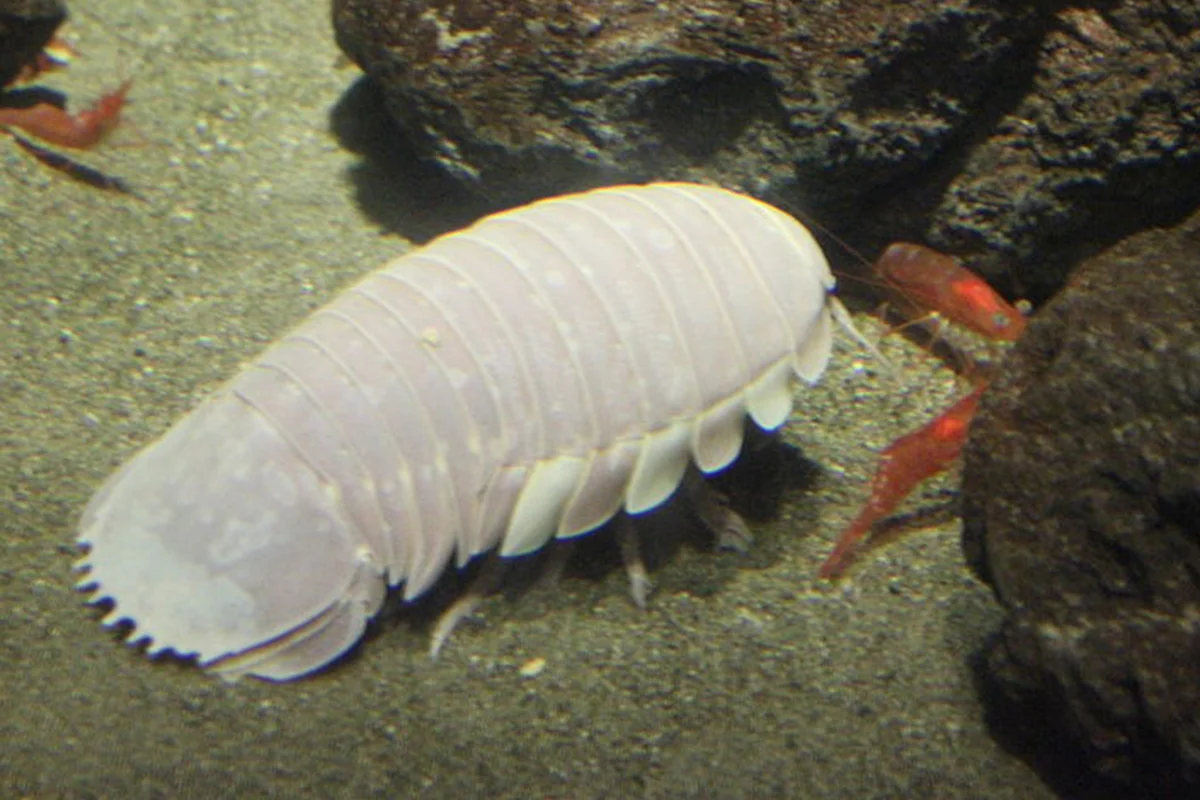 Giant isopod