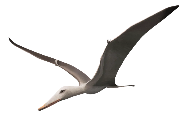 Liaoxipterus