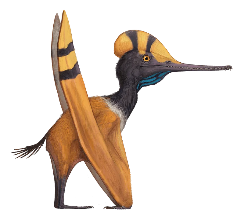 Illustration of Otogopterus