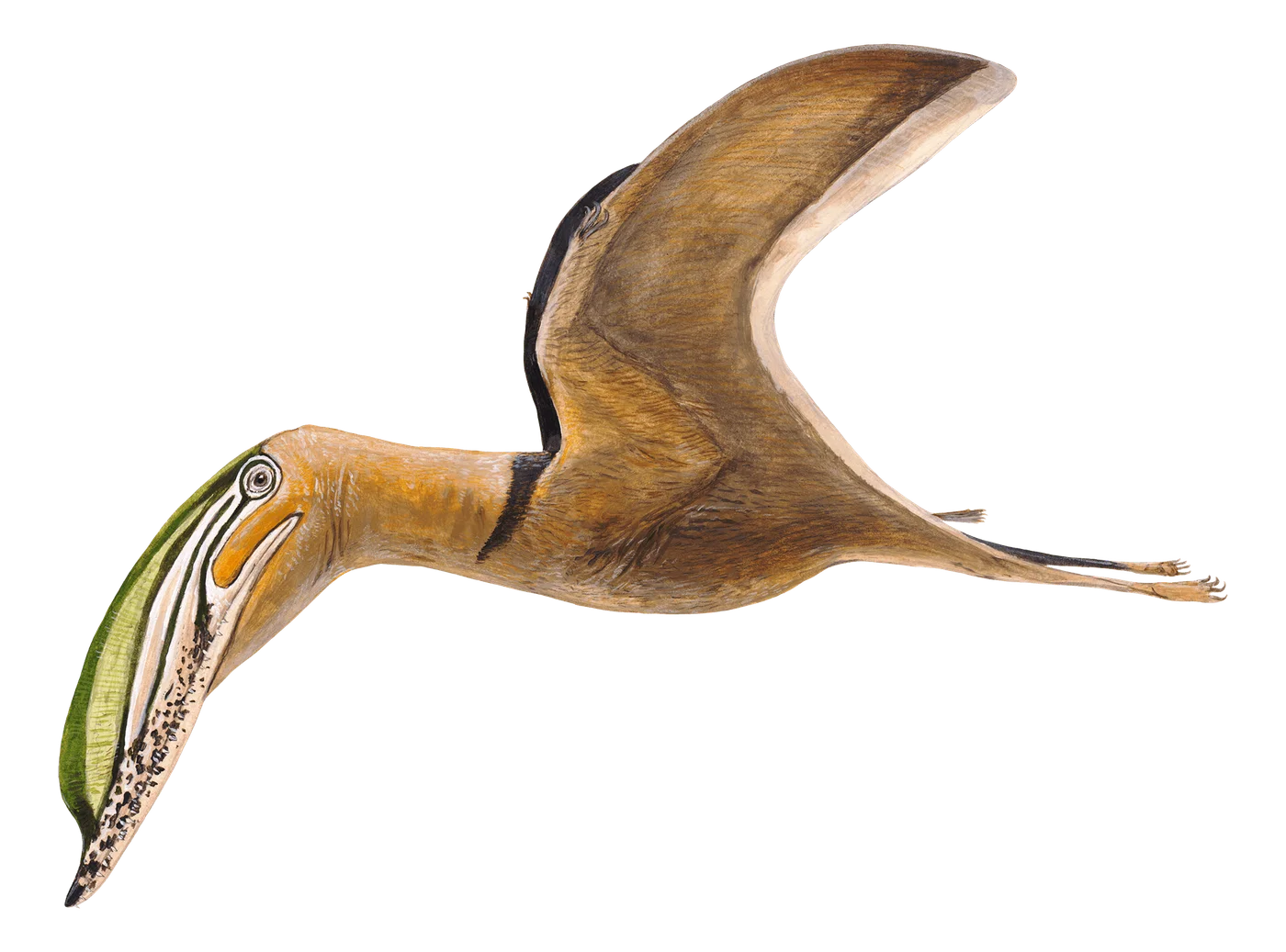 Iberodactylus