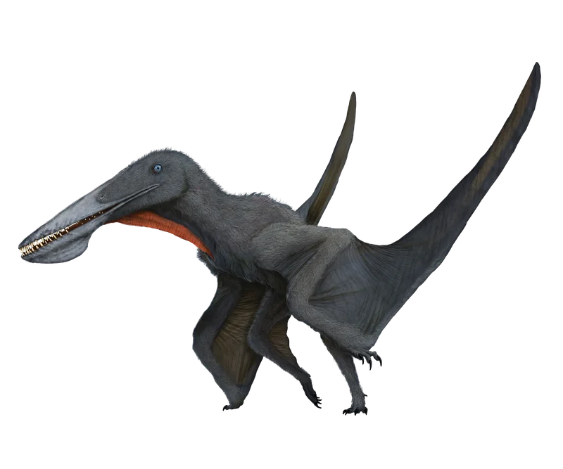 Ikrandraco