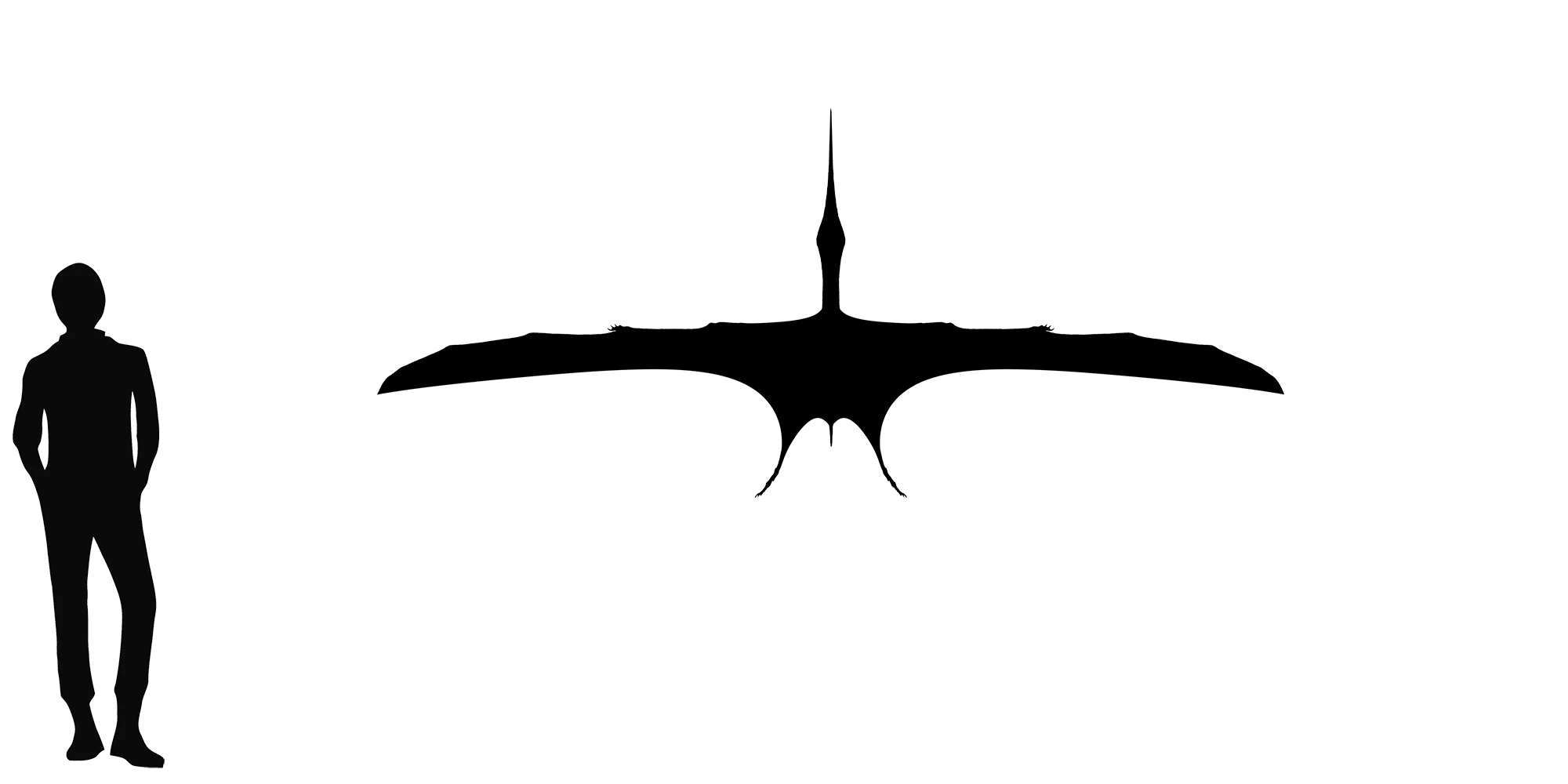 Alamodactylus wingspan comparison