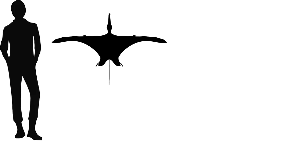 Pterorhynchus wingspan comparison