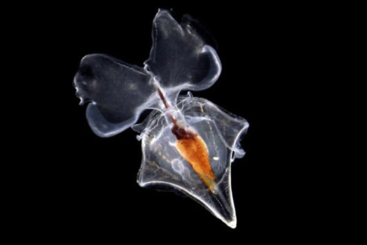 Cavolinia inflexa