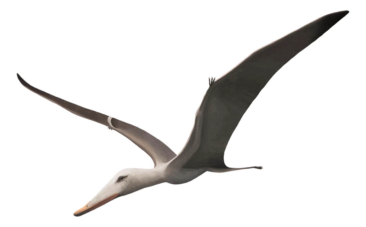 Liaoxipterus