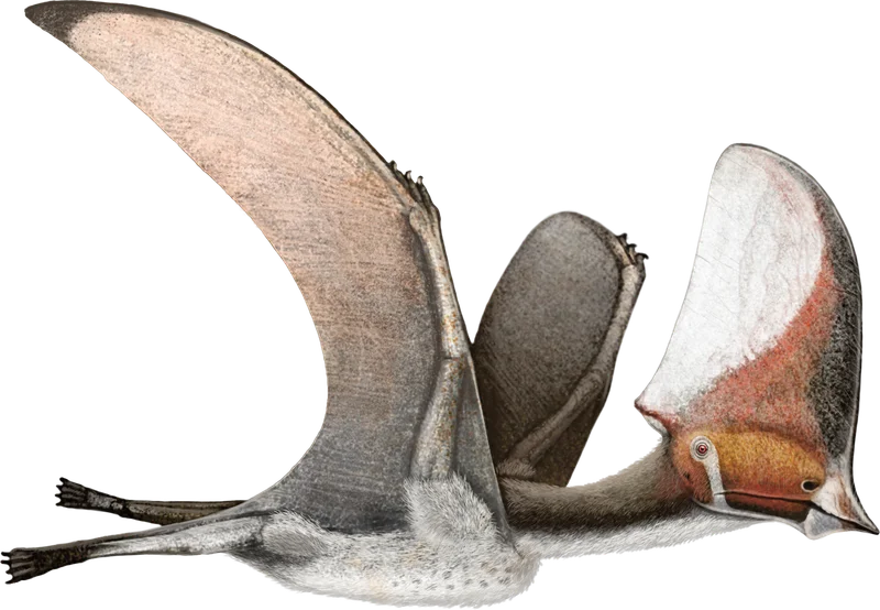 Caiuajara