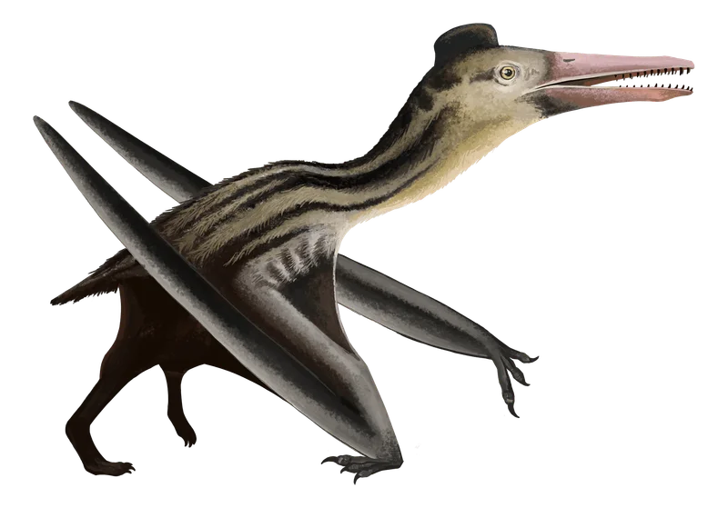 Ningchengopterus