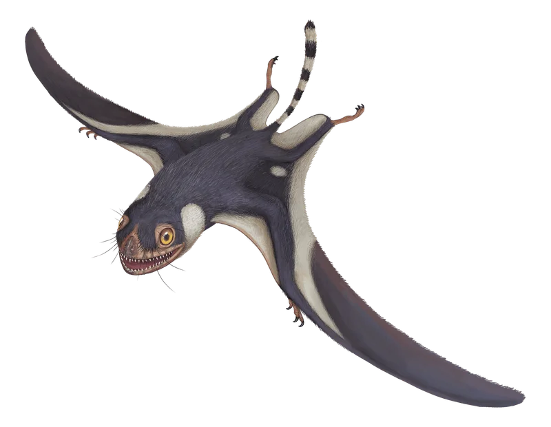 Illustration of Sinomacrops