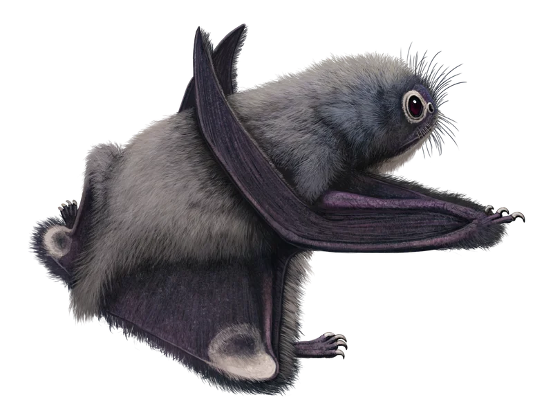 Anurognathus