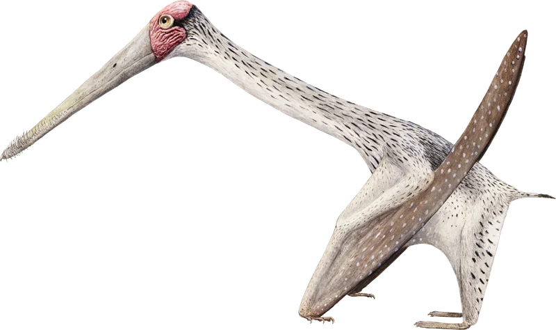 Forfexopterus