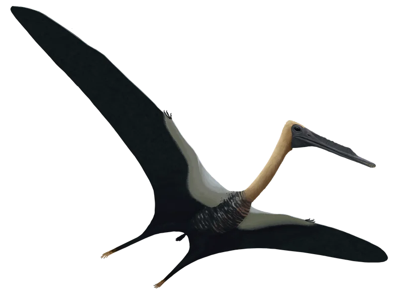 Beipiaopterus
