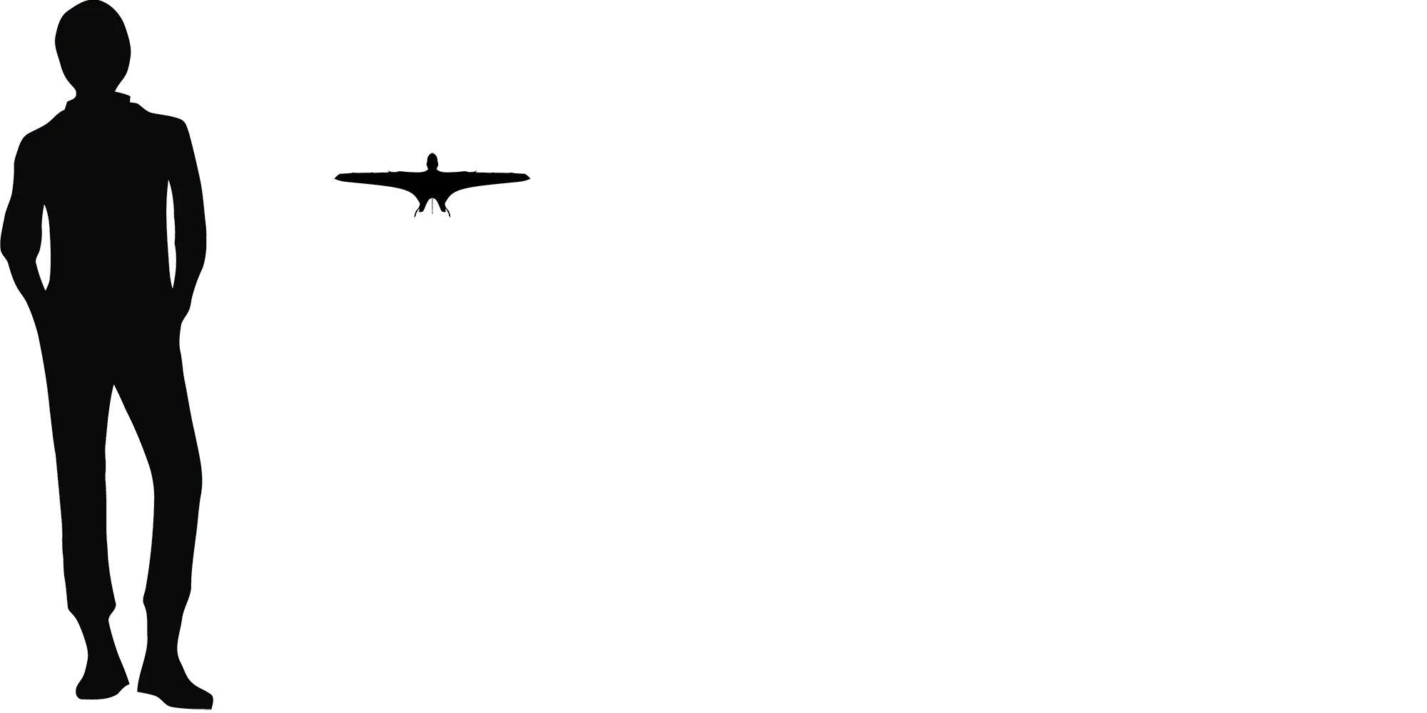 Batrachognathus wingspan comparison