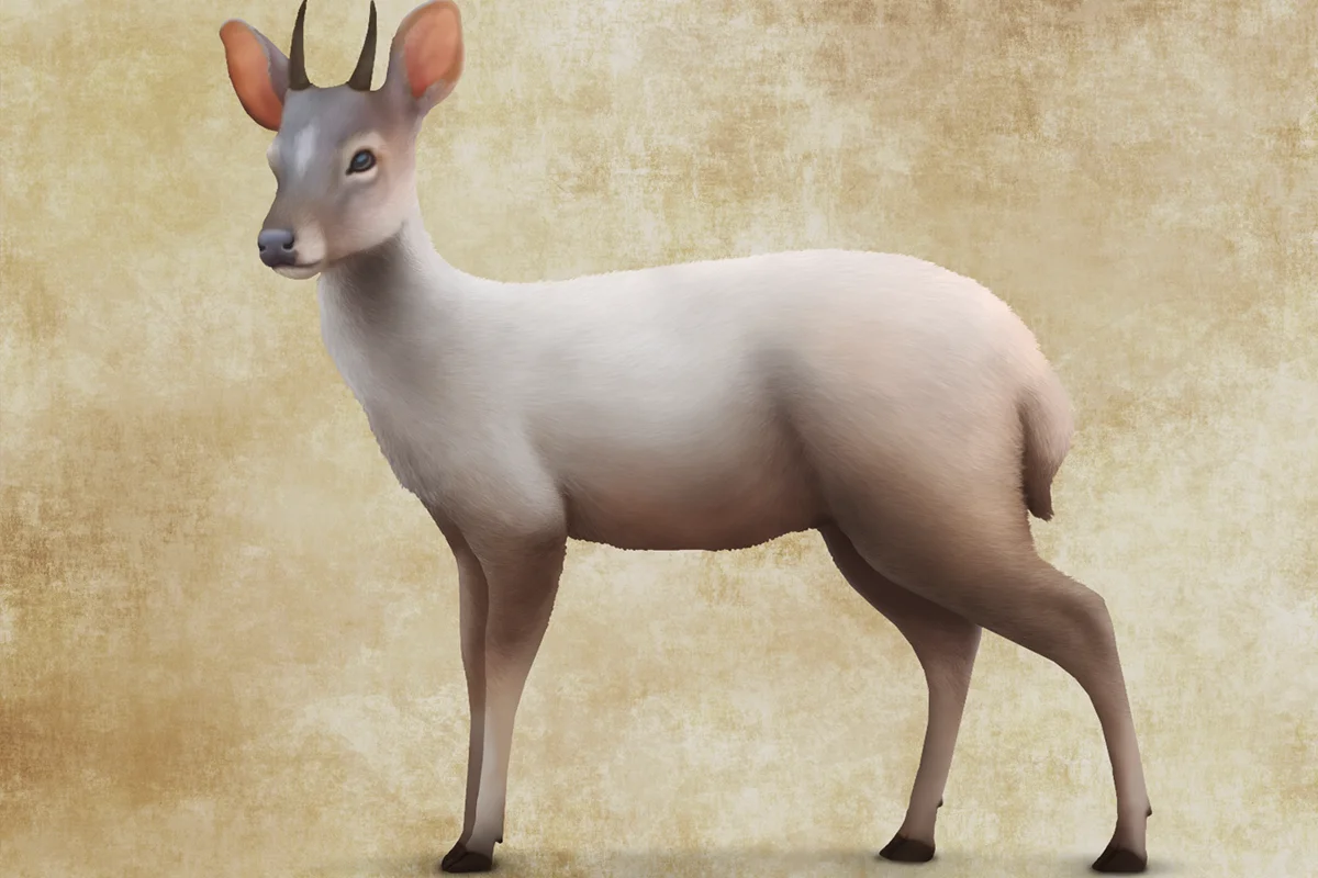 Pedro Gonzalez dwarf deer