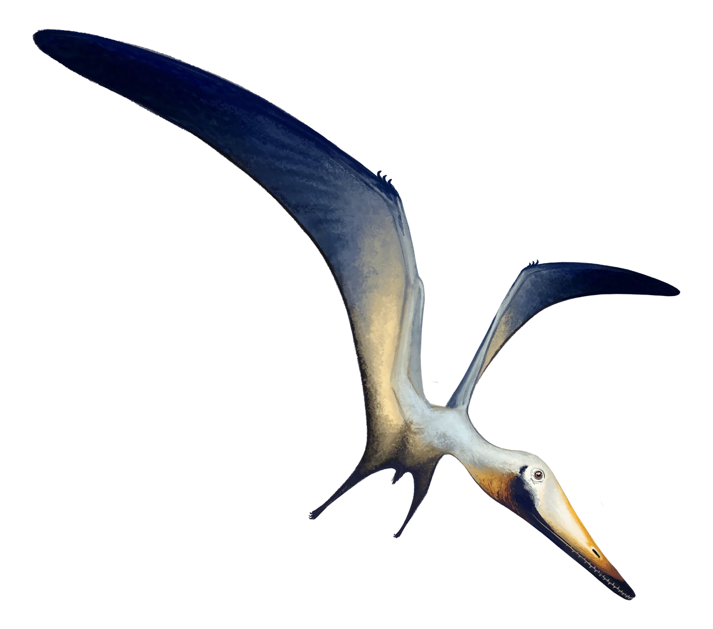 Hongshanopterus