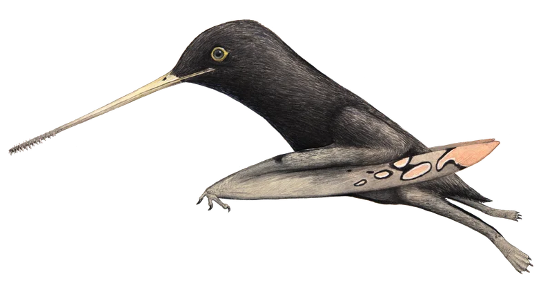 Pangupterus