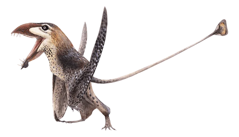 Caelestiventus