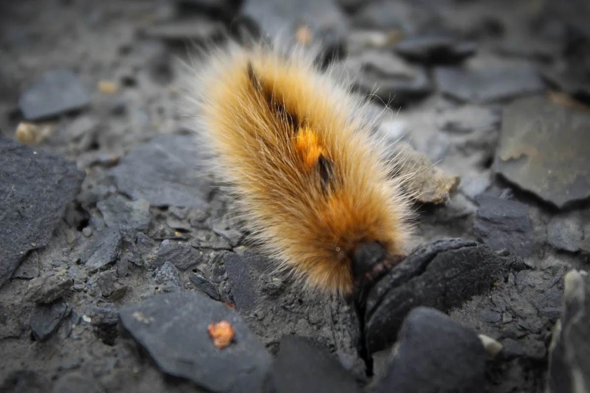 Close-up shot of an Arctic woolly bear