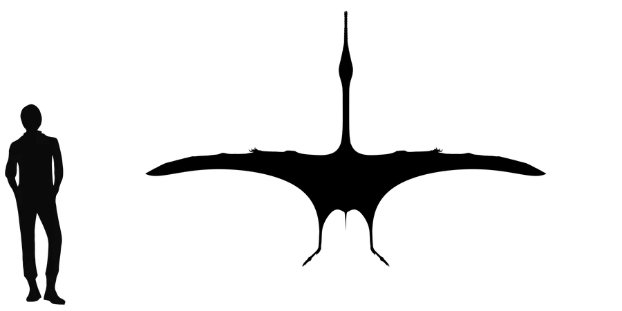 Huanhepterus wingspan comparison
