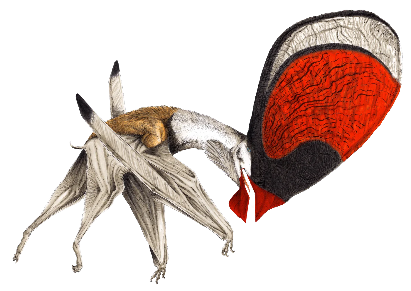 Tupandactylus