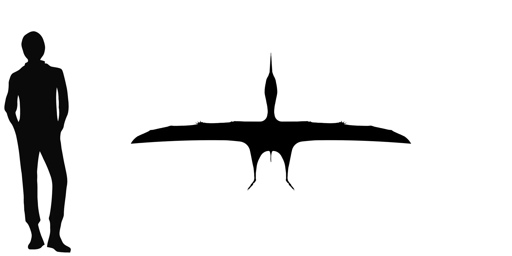 Caiuajara wingspan comparison