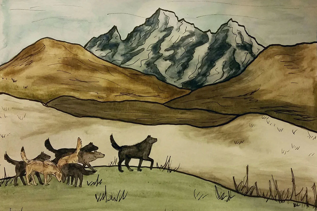 Yellowstone gray wolves